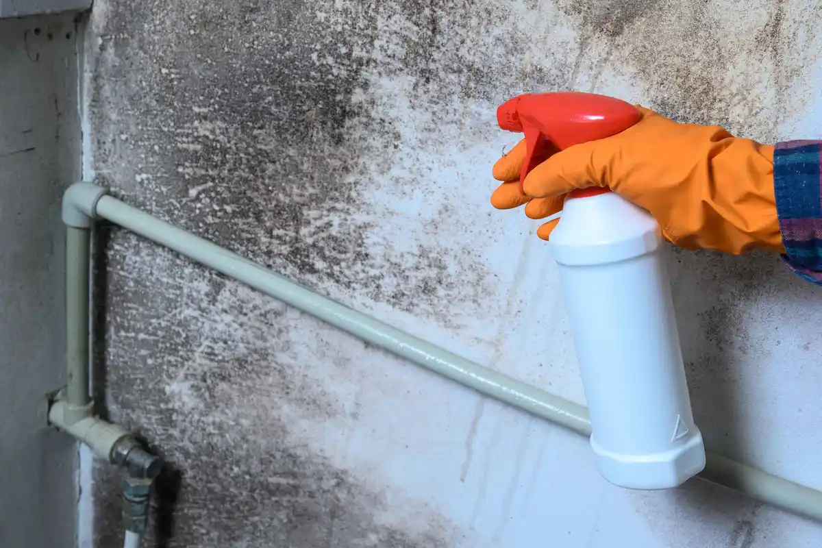 Guy holding a spray bottle at a wall full of mold.